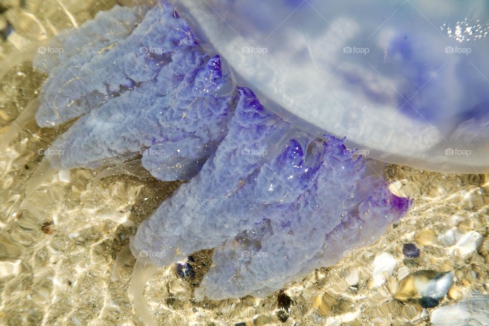 Медуза с фиолетовым оттенком 