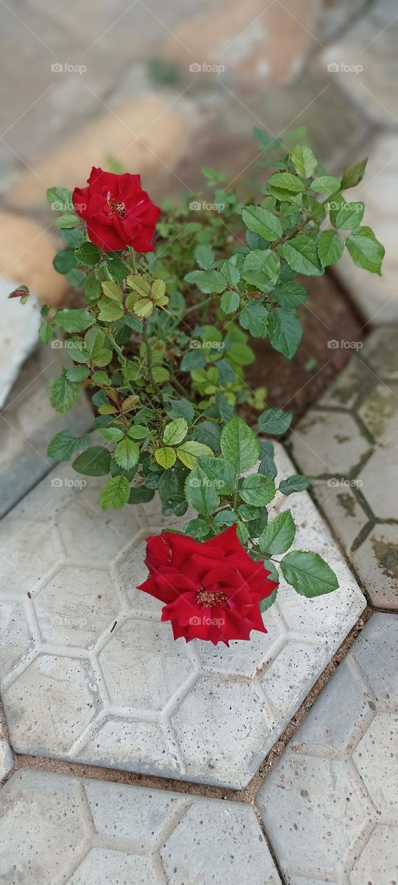 Red rose