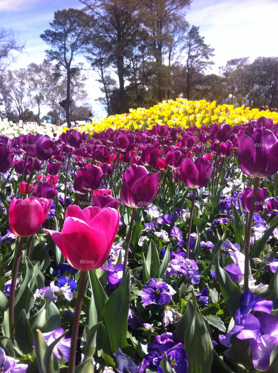 spring flowers close sunny by splicanka