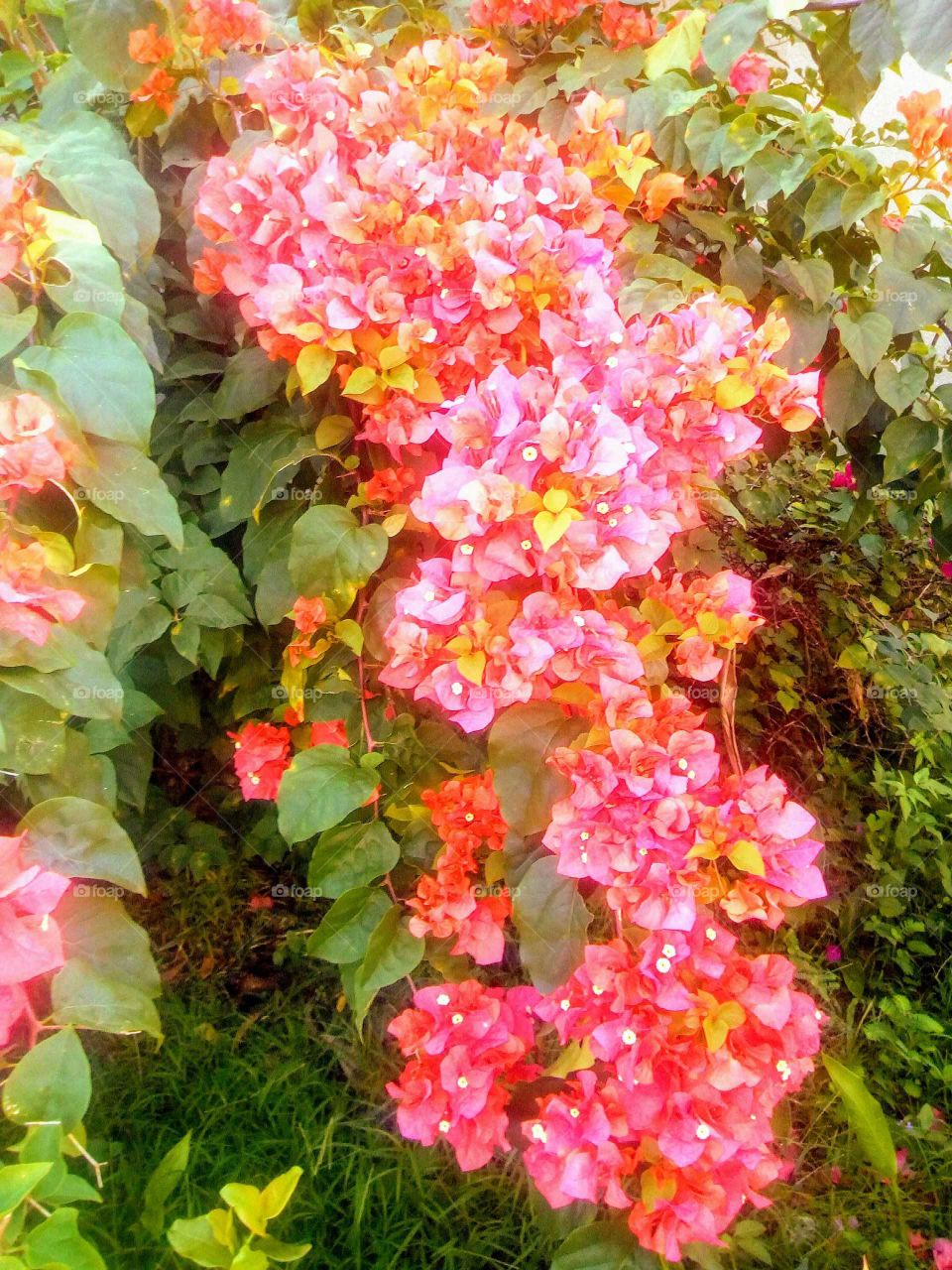 when I look at the motion of this beautiful picture of the greatest thing you will ever see it is this flowers.buy it now