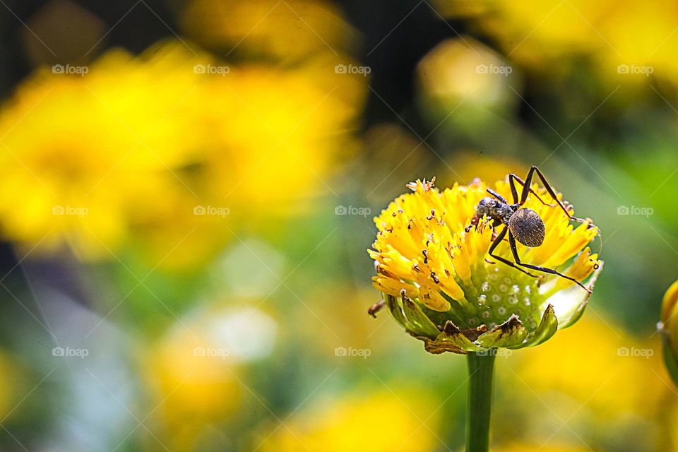 Spider on a flower