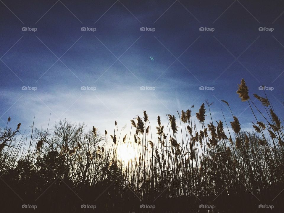 Tall grass set against a setting sun in Nyack, NY.