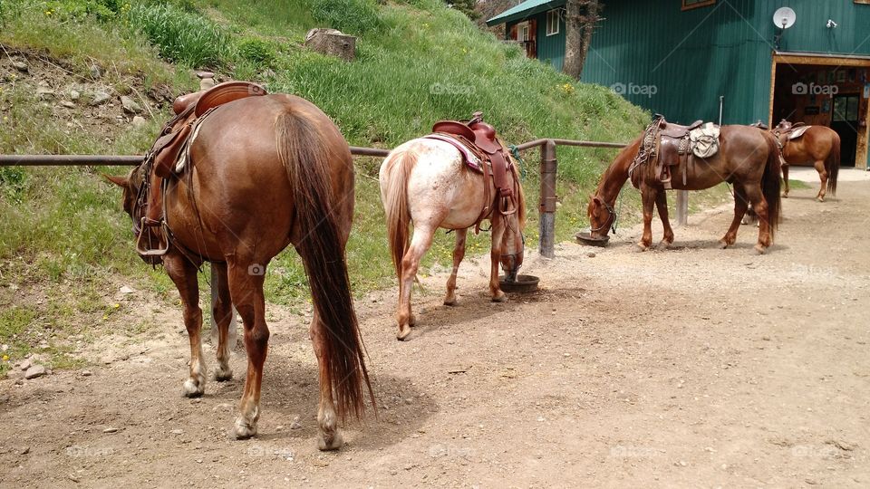 Montana horses