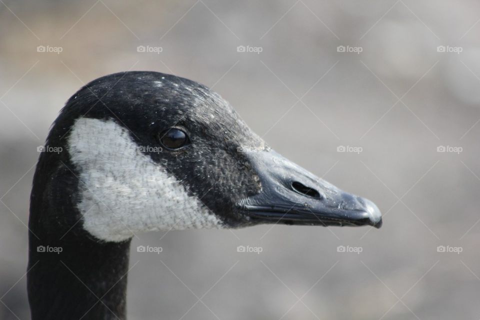 nature bird close up goose by alexaconcetta