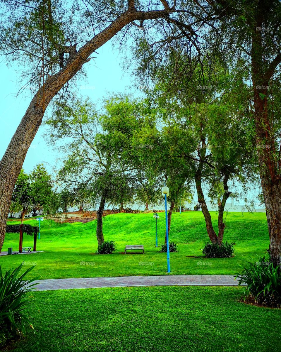 An empty bench in a park. A serene place. Trees and greenery. 