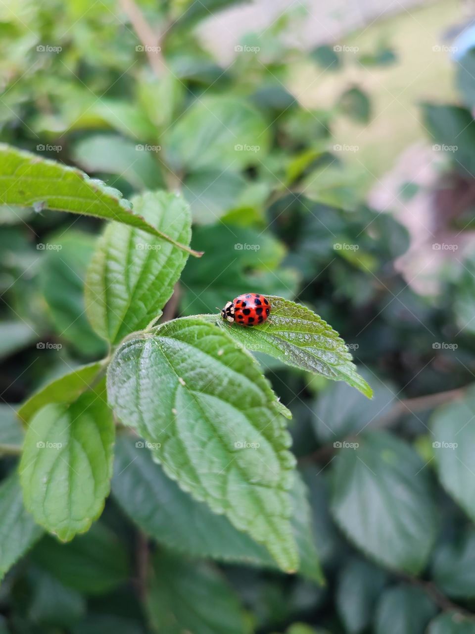 Ladybug on a leaf