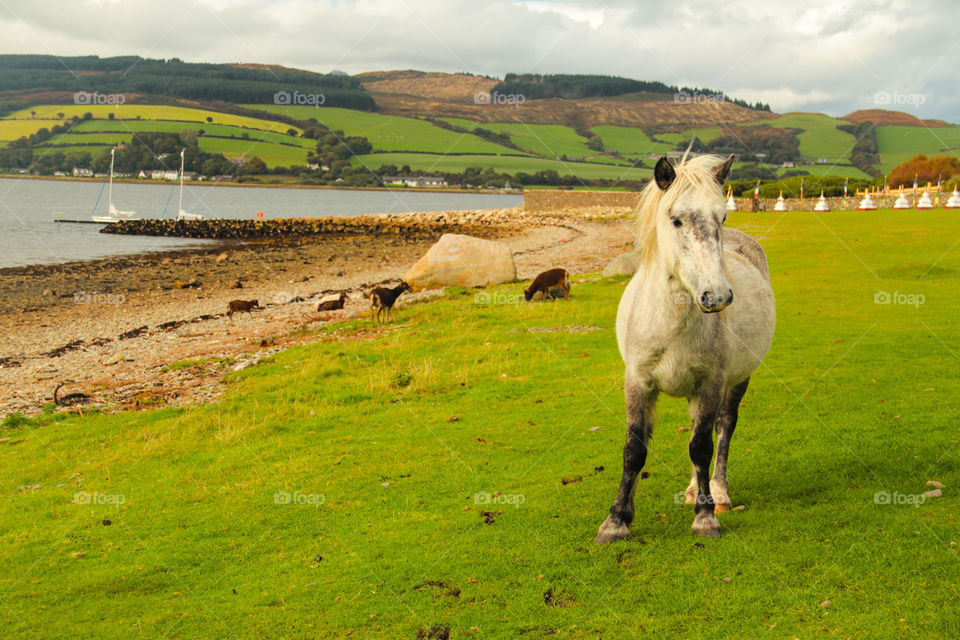 Horse standing on the grassy field