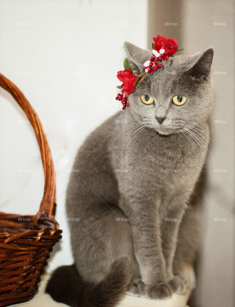 cat with a wreath of flowers