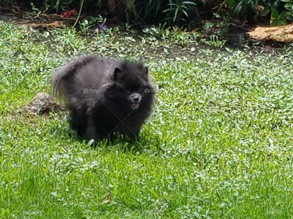 Black pomeranian