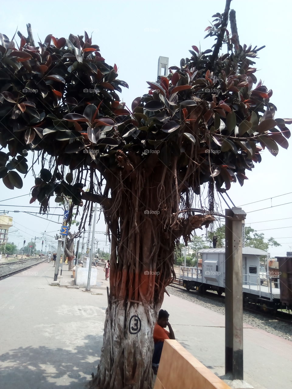 rubber tree 2