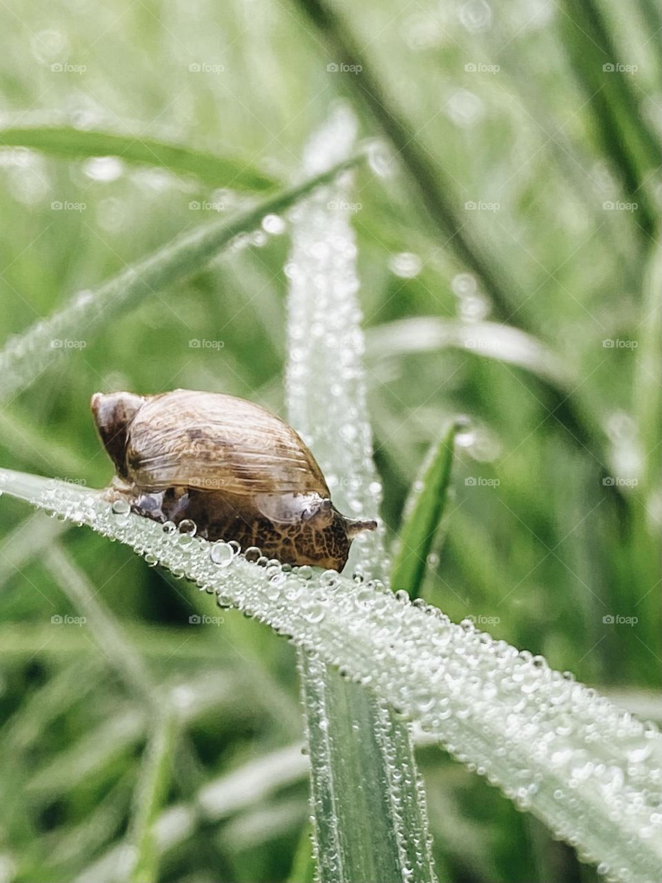 Snail with water drops on grass