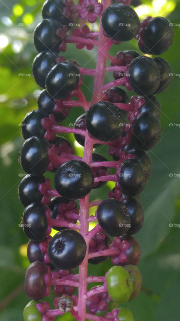 Pokeweed