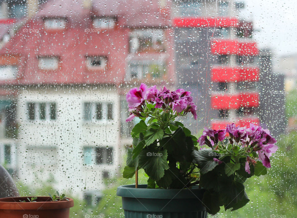 House potted plant inside a window, rainy day