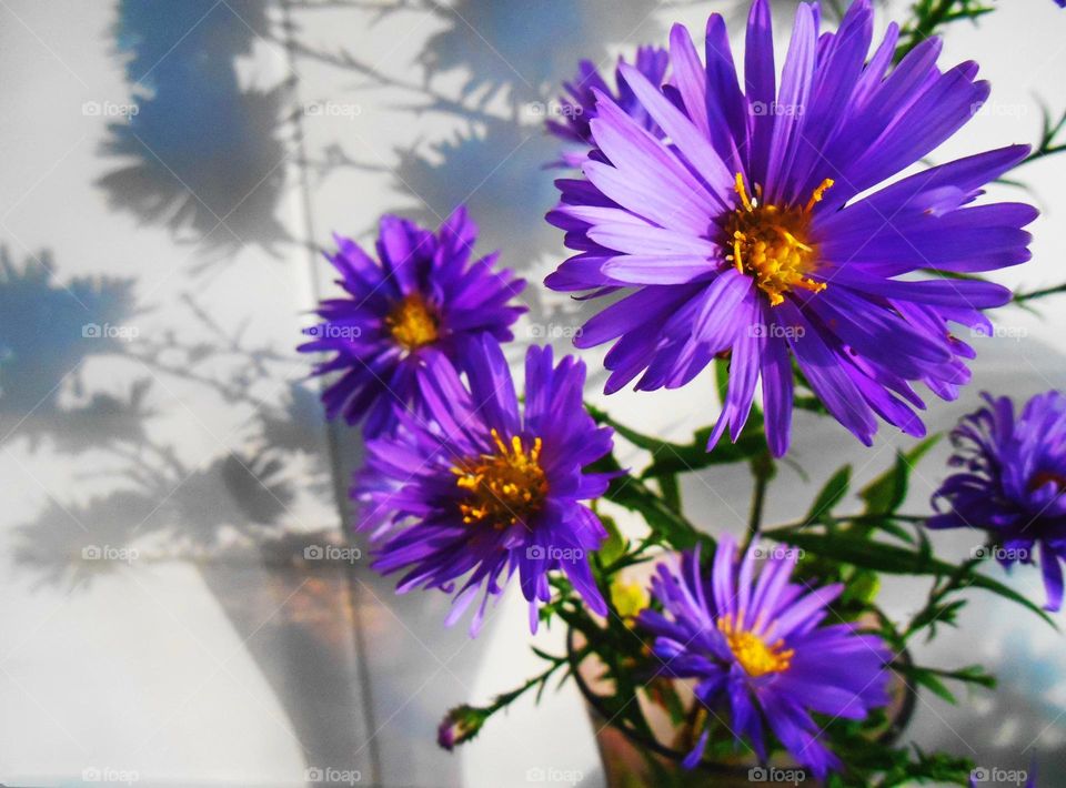 purple flowers in vase and shadows on a wall abstract background