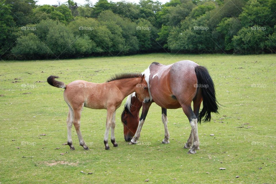 Horses on the field 