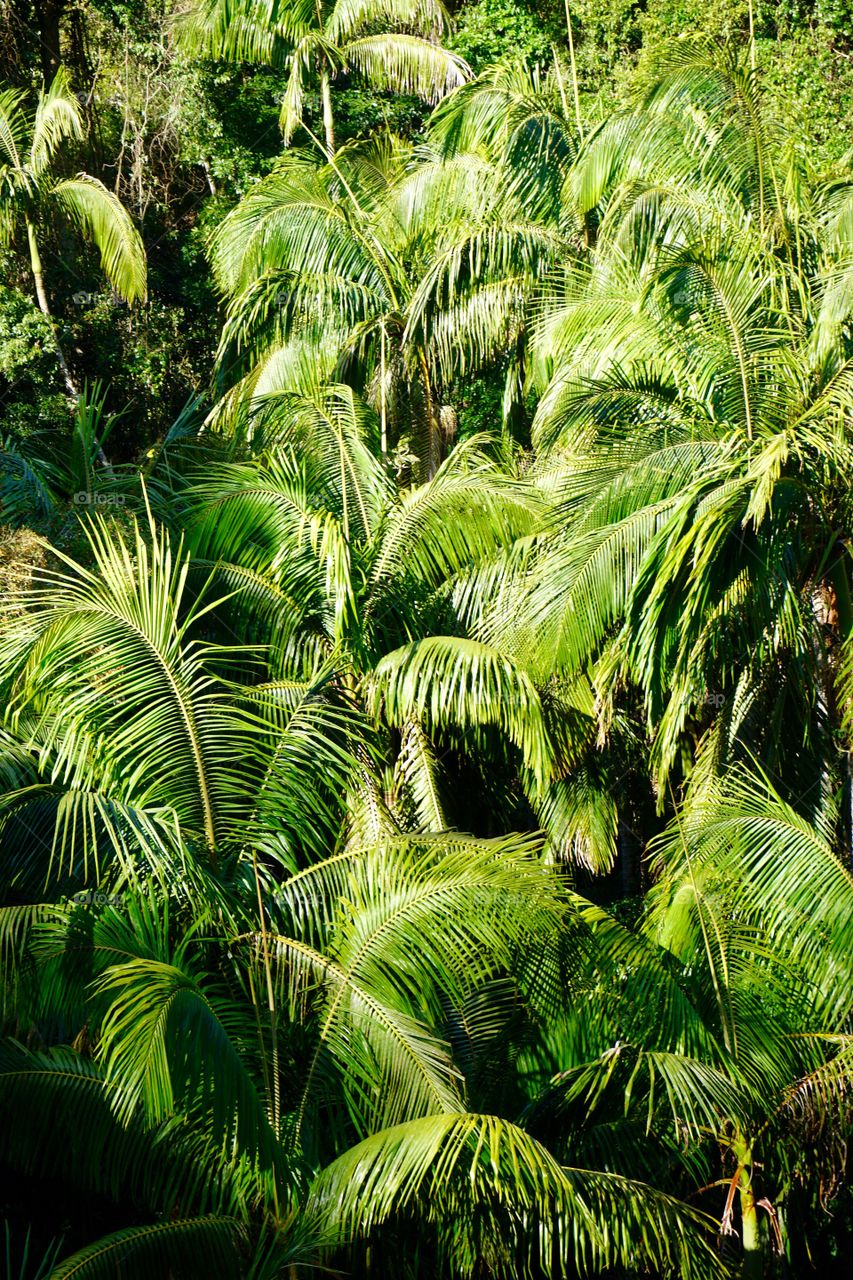 View of palm trees in Mt. Tamborine