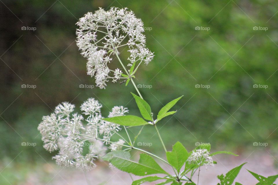 White flower tiny small pretty