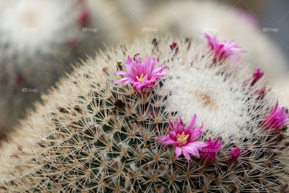 Enjoy time at a beautiful cactus farm