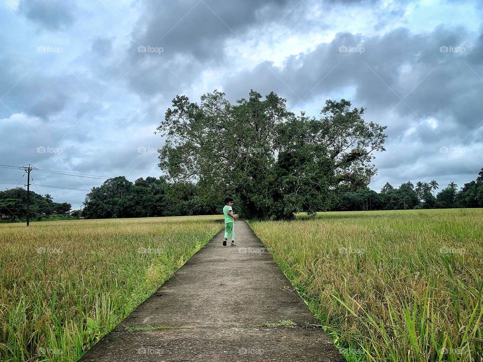 Path through rice fields 