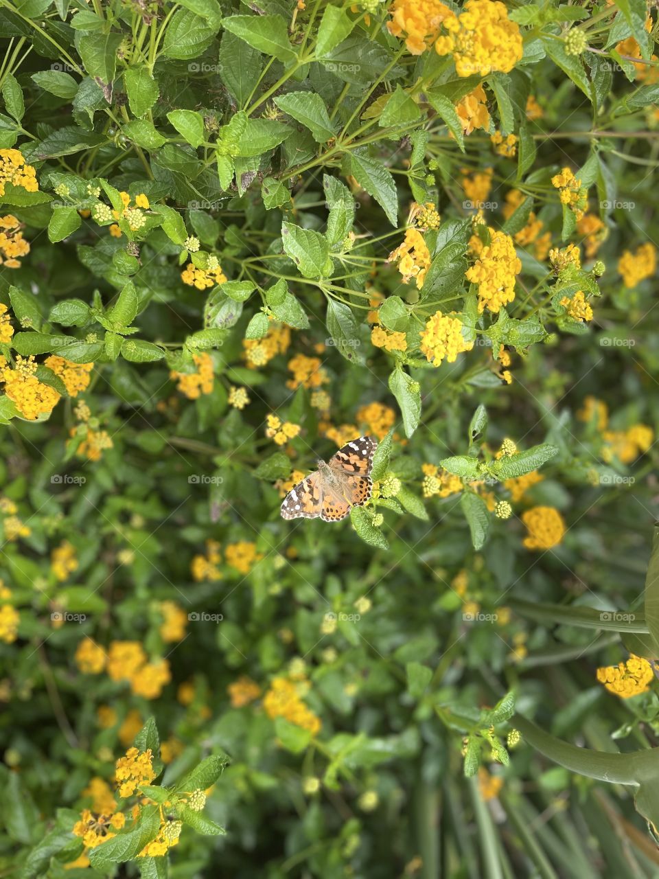 Beauty in the smallest of creatures and flowers