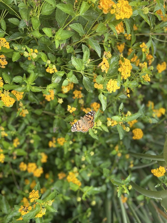 Beauty in the smallest of creatures and flowers