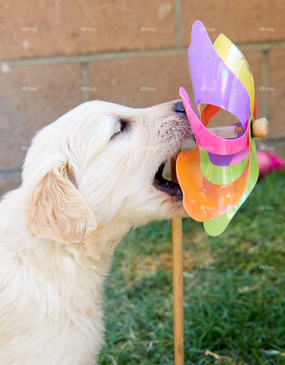 Puppy bites a pinwheel 