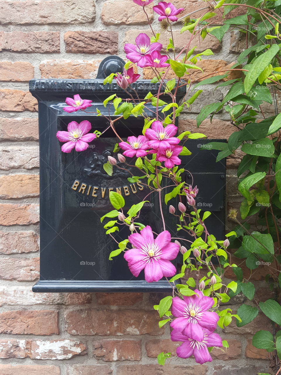 Letterbox with beautiful pink flowers