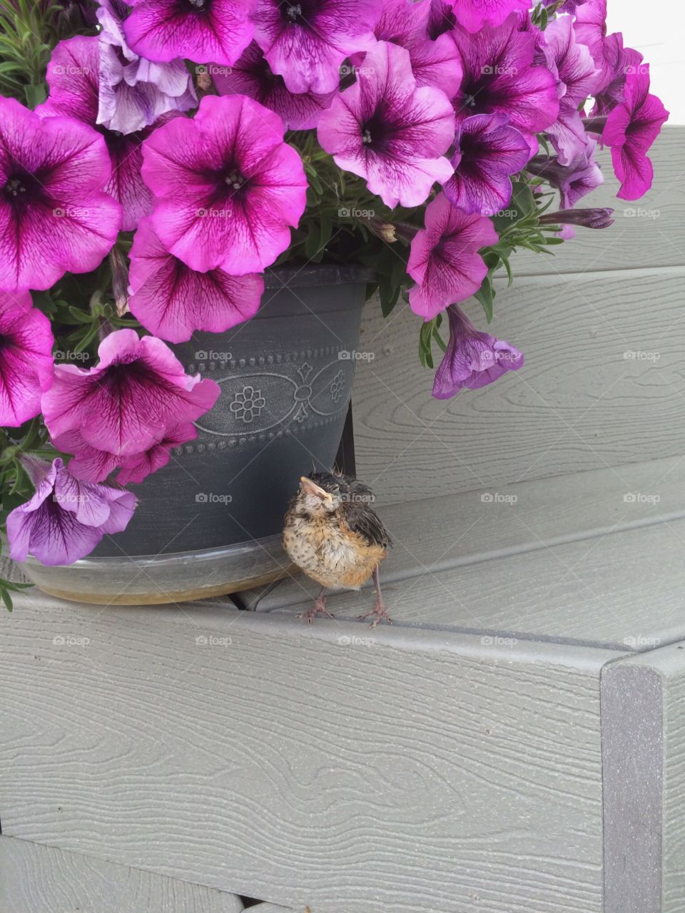 Fledgling robin that I saved