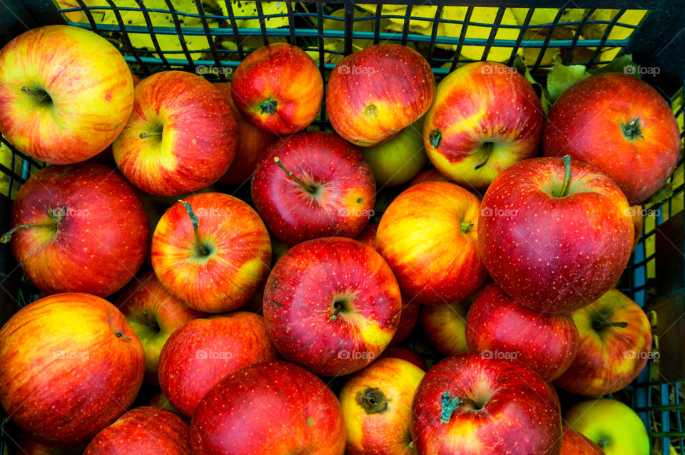 Harvest ripe juicy and tasty apples. Harvested juicy apples from fertile trees.