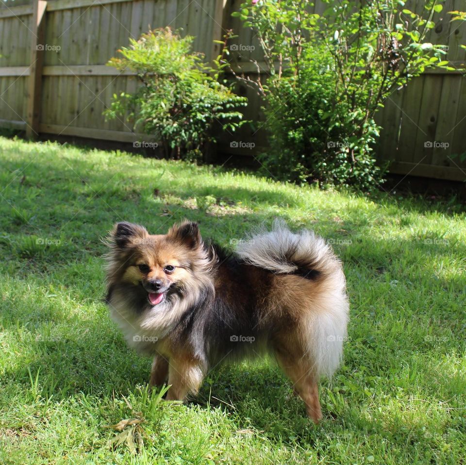 Pomeranian named Foxy Lady