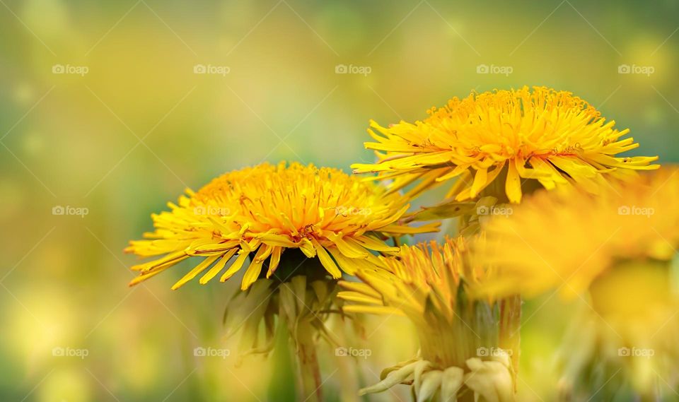 yellow dandelions flowers