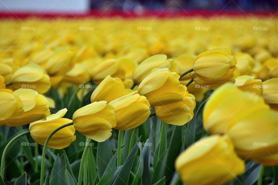 Yellow tulips