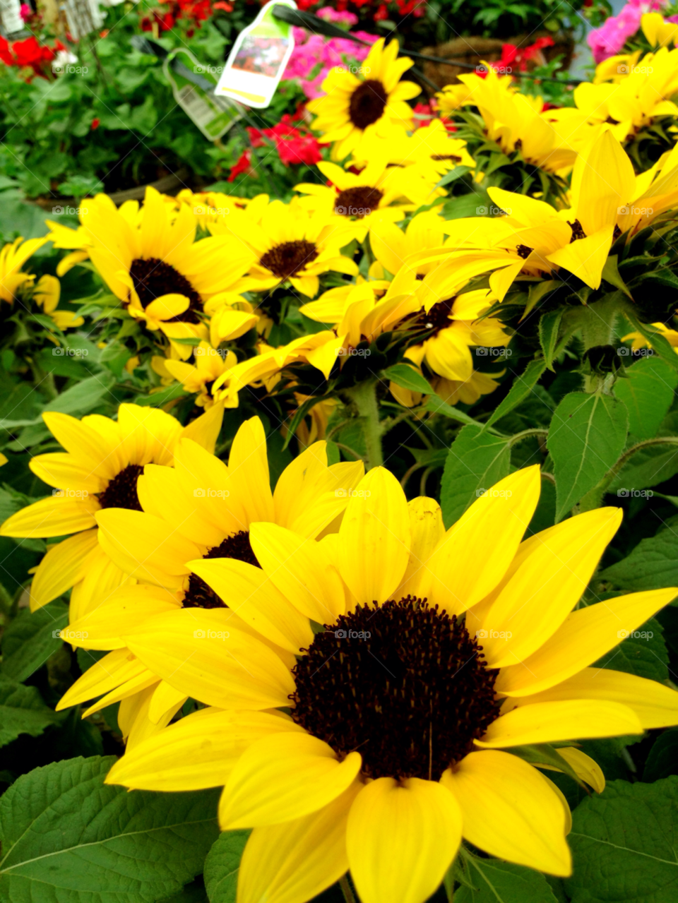 yellow flower photography petal by jmsilva59