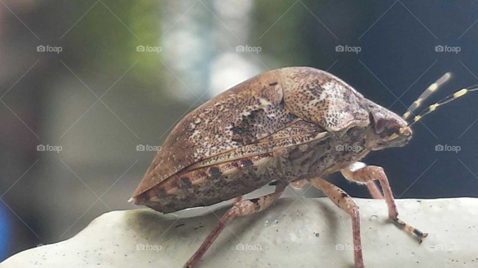 bug close up