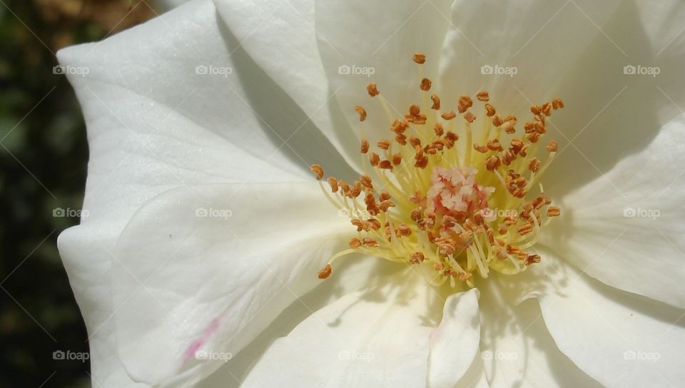 A White Flower macro