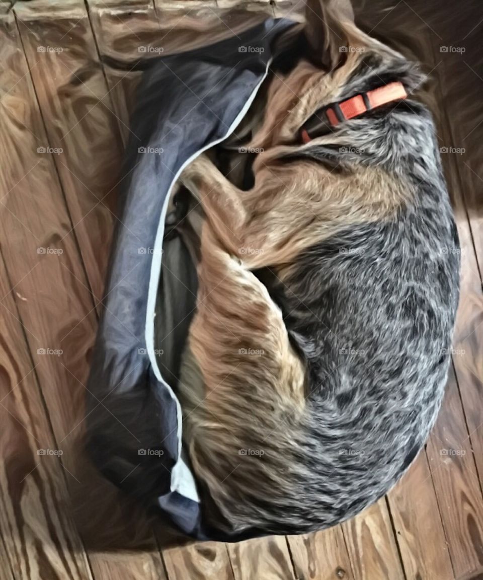 Dog in small bed 