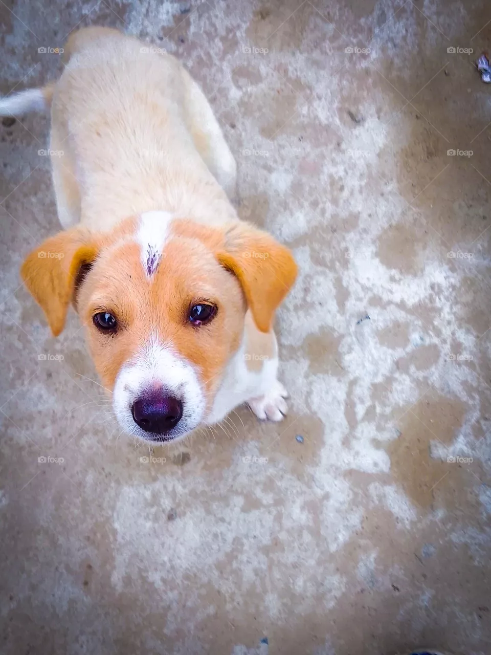 Puppy looks camera