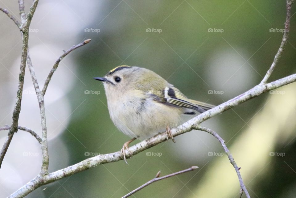 Goldcrest 