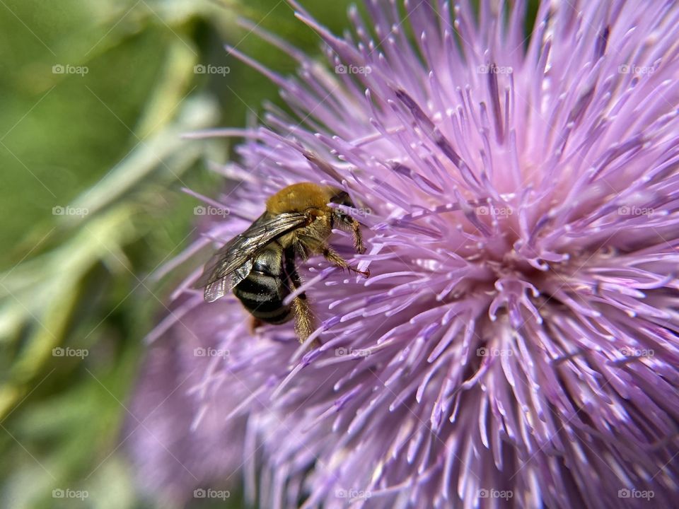 Purple weed flower with bee