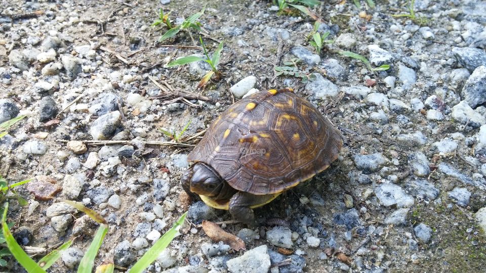 Turtle crossing