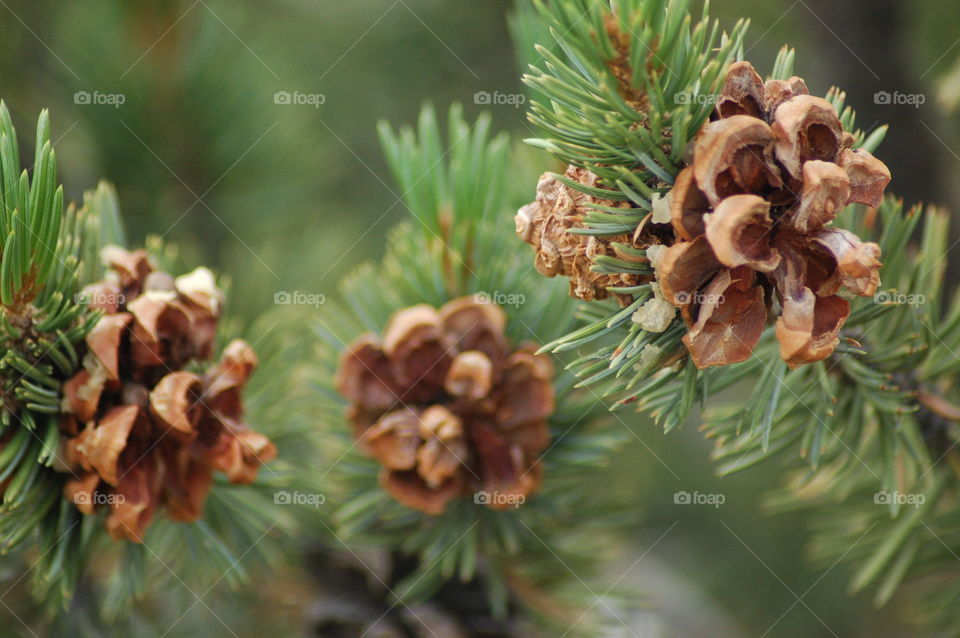 Pine cone 