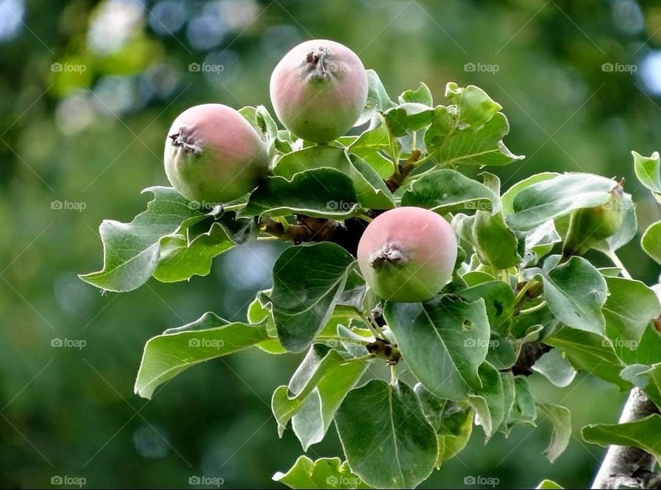 Pears in the tree