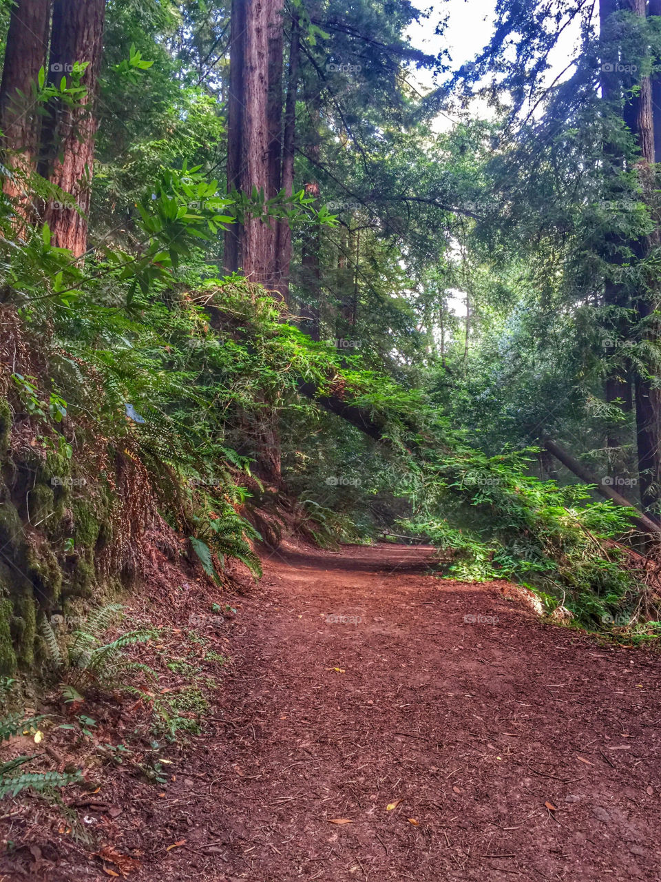 Beautiful Redwood trail.