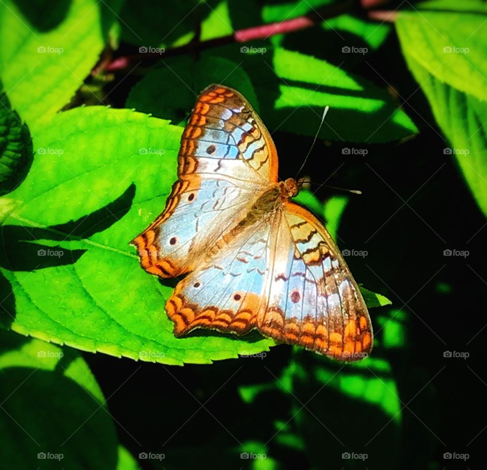 White peacock butterfly—taken in Brookfield, Illinois 