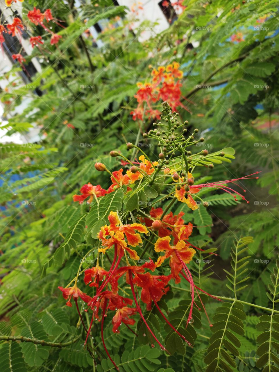 📷📷📷
Peacock 🦚 Flowers,
🌨️🌨️🌨️🌿
Pleasant Weather