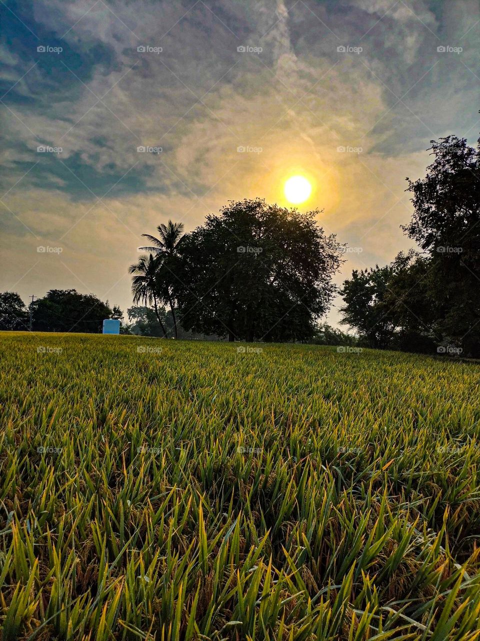 rice field and nature love 
sun light shining cloud beauty