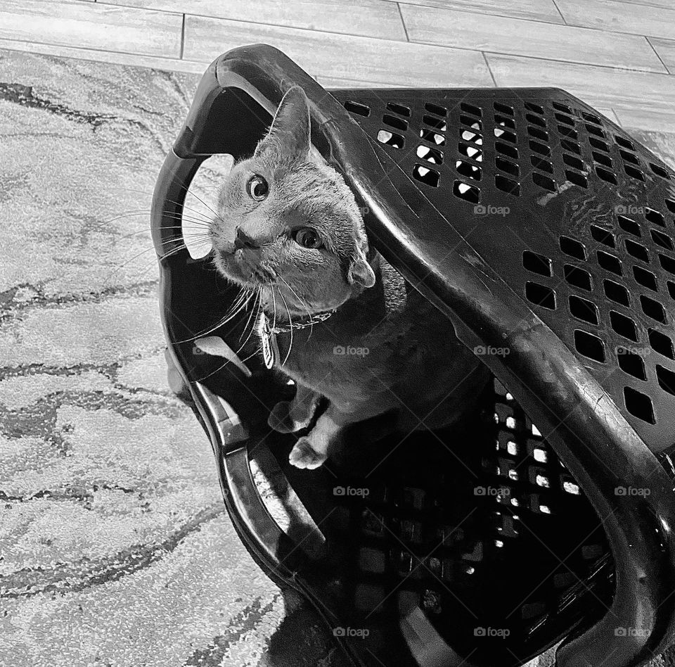 A black and white photo of a light grey cat sitting in a empty laundry basket. 