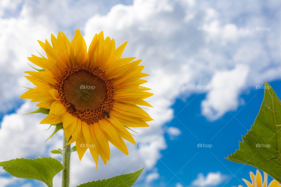 Sunflower on Blue Sky  and Clouds 