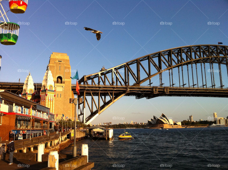 water house flying bird by patrickhardy