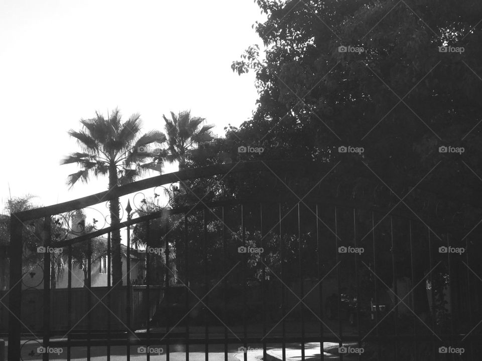 California living - Palm trees and gated community 